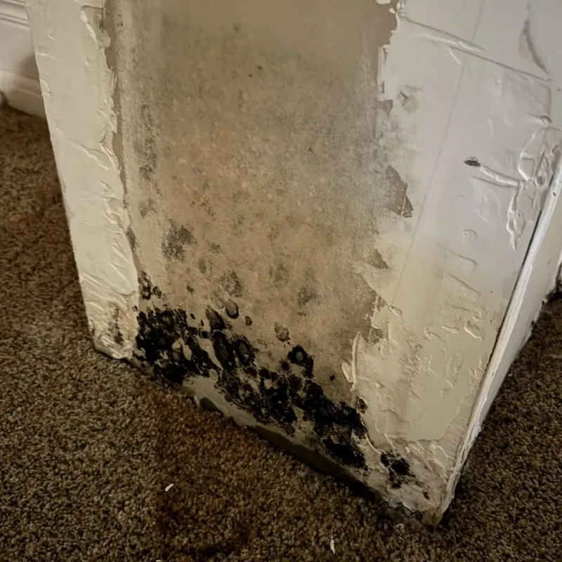 Professional Mold Removal in Coos County, NH
